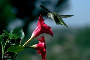 Do Hummingbirds Like Mandevilla: Yes, 5 Actions!