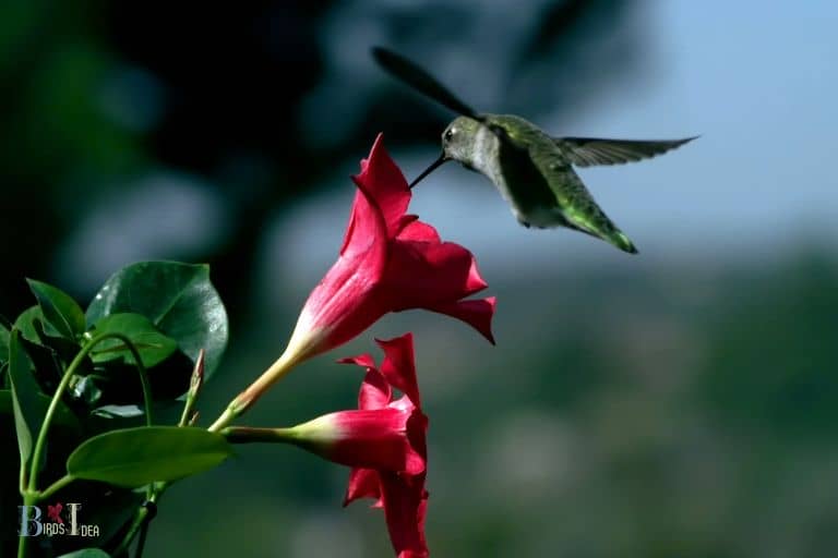 do hummingbirds like mandevilla