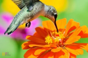Do Hummingbirds Like Marigolds? Yes, 5 Benefits!