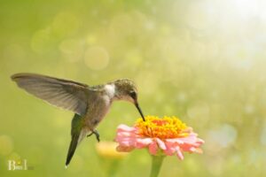 Do Hummingbirds Like Zinnias: Yes, 9 Species!
