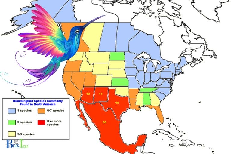 do hummingbirds migrate on geese