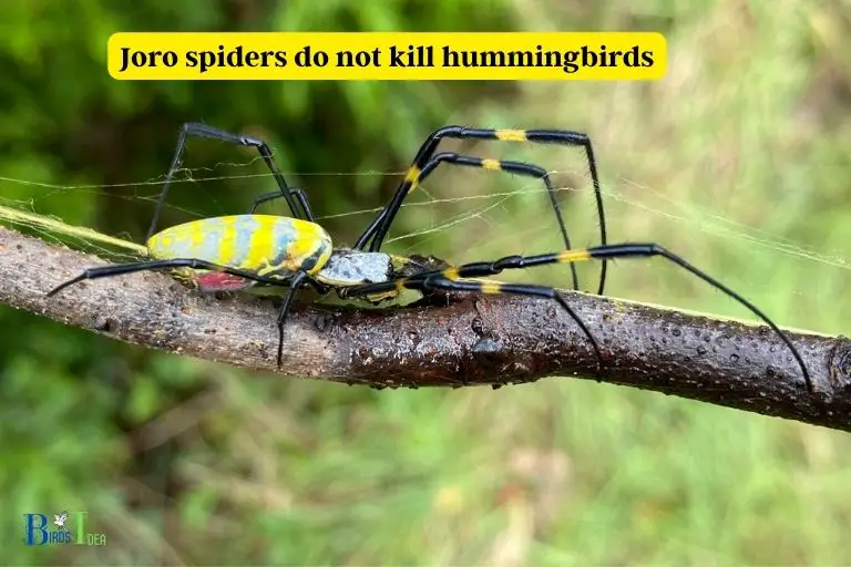 do joro spiders kill hummingbirds