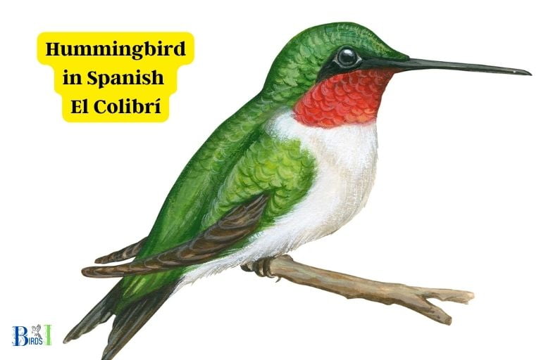 how do you say hummingbird in spanish