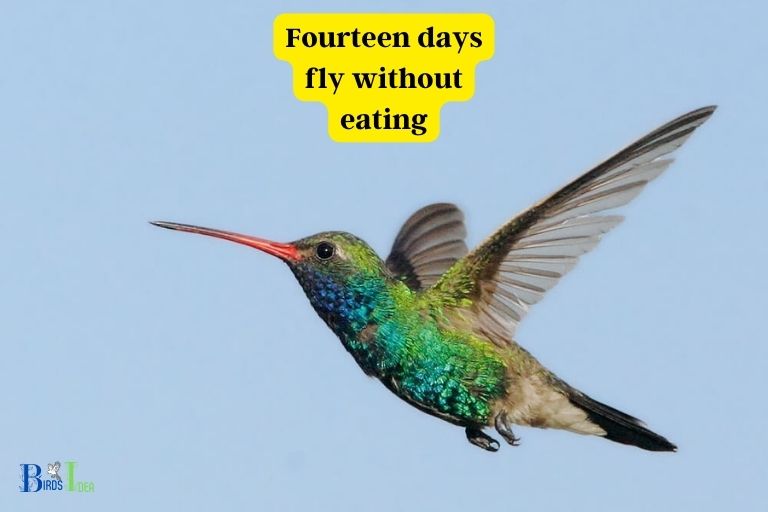 how long can a hummingbird go without foo