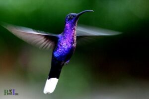 How Many Times Do Hummingbirds Flap Their Wings Per Sec?