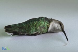 How To Tell If A Hummingbird Is Dying? With Facts!