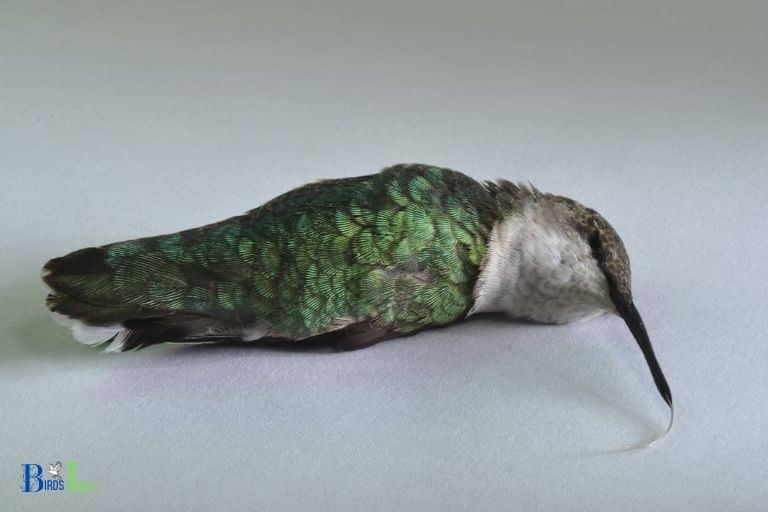 how to tell if a hummingbird is dying