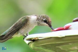Is Sugar Water Good For Hummingbirds? YES!