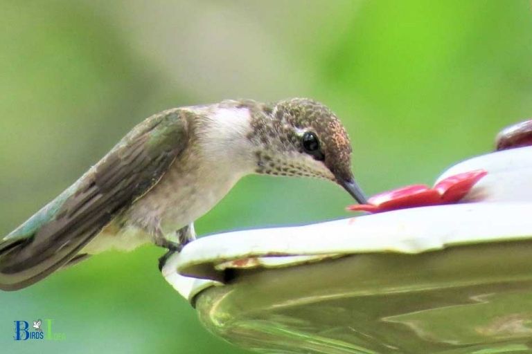 Is Sugar Water Good For Hummingbirds 