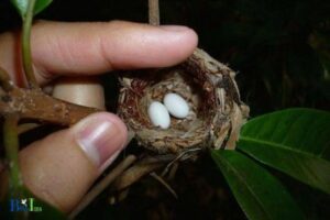 What Color Is a Hummingbird Egg: White or Off-White!
