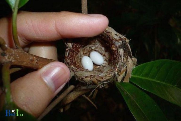 what color is a hummingbird egg