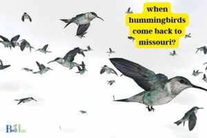 When Do Hummingbirds Come Back To Missouri? March!