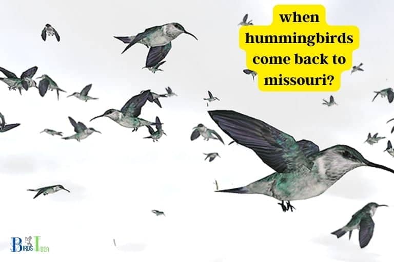 when do hummingbirds come back to missouri