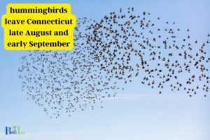 When Do Hummingbirds Leave Connecticut? [Late August And Early September]