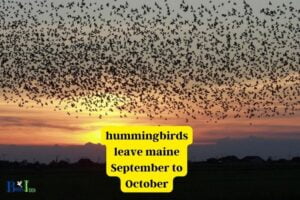When Do Hummingbirds Leave Maine? [September to October]
