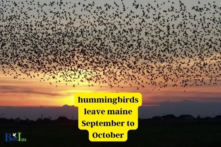when do hummingbirds leave maine