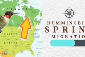 When Do Hummingbirds Leave Tennessee? [Fall And Winter]