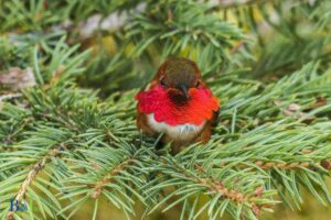 Where Do Hummingbirds Sleep When it Rains? Trees!