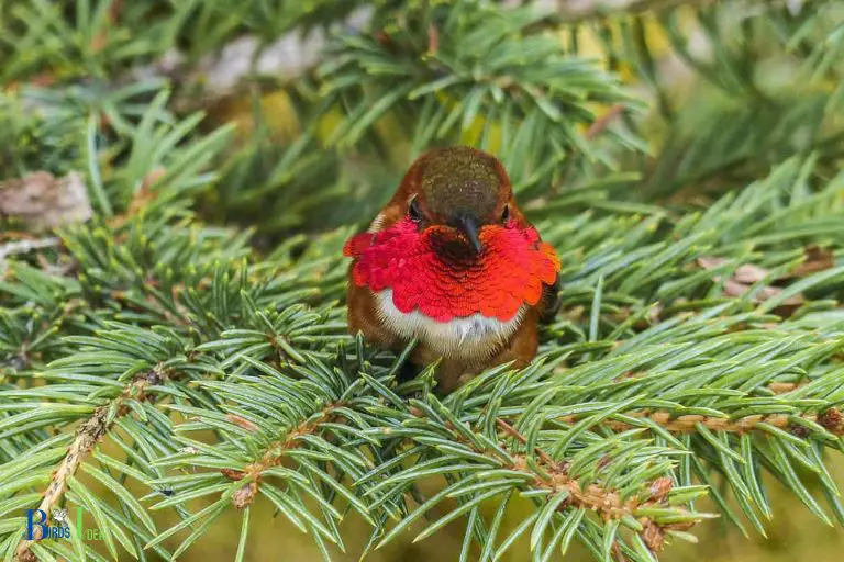 where do hummingbirds sleep when it rains