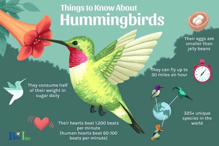 Facts About Hummingbirds