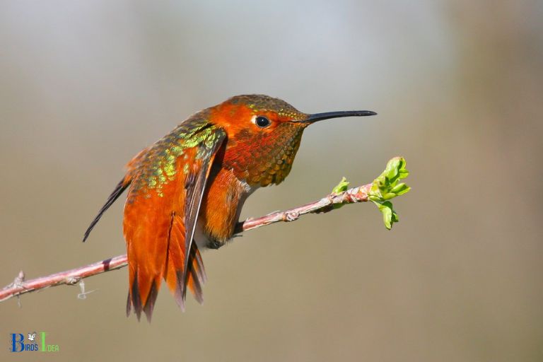Ability of Hummingbirds to Tuck Beak and Feathers