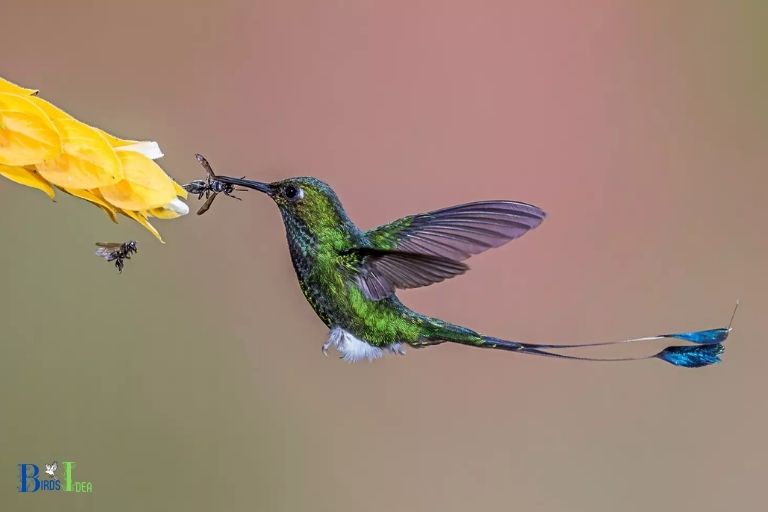 Advantages of Hummingbirds Eating Insects and Nectar