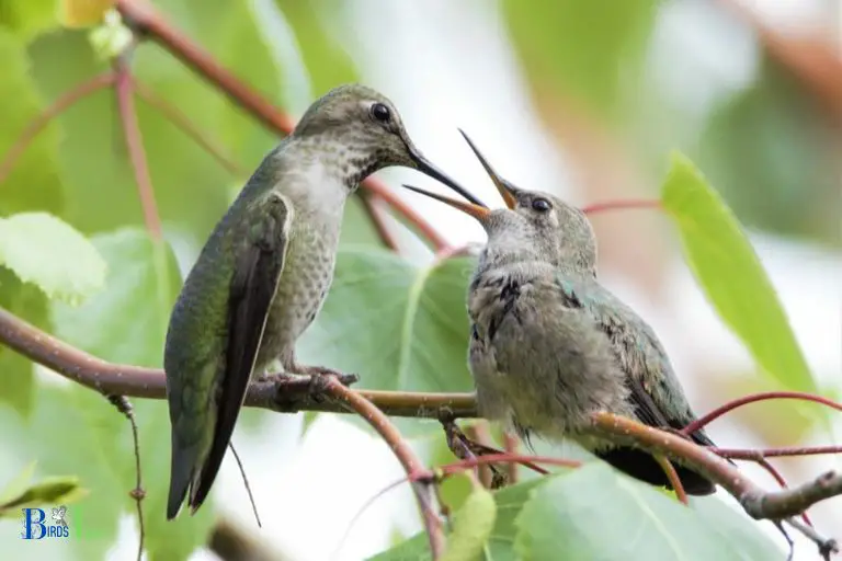 Advantages of HummingbirdsMating Ritual