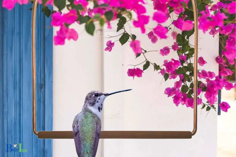 Advantages of Placing a Hummingbird Swing Near Trees and Shrubs