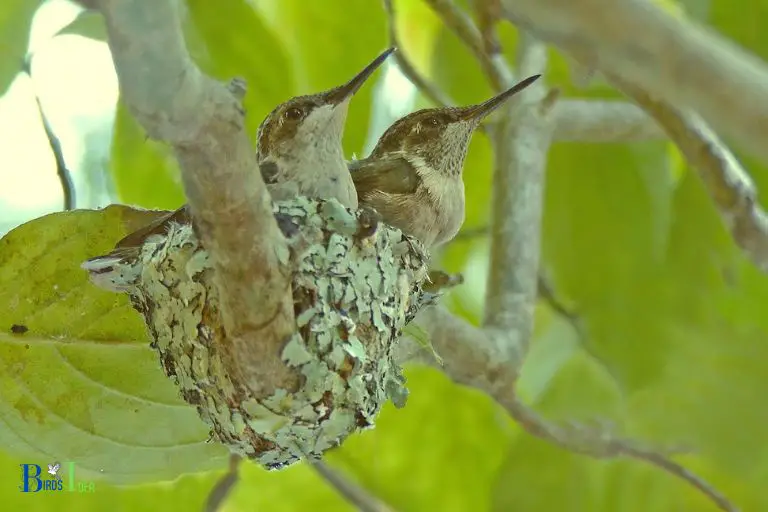 When Is Nesting Season For Hummingbirds