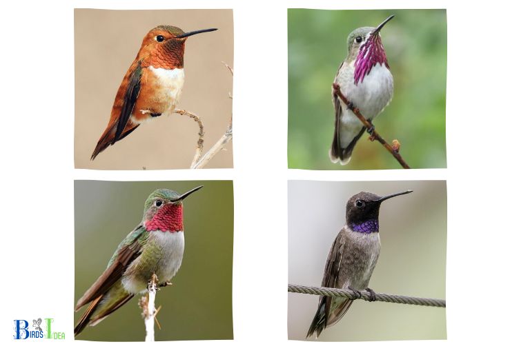 Are There Hummingbirds in Oregon