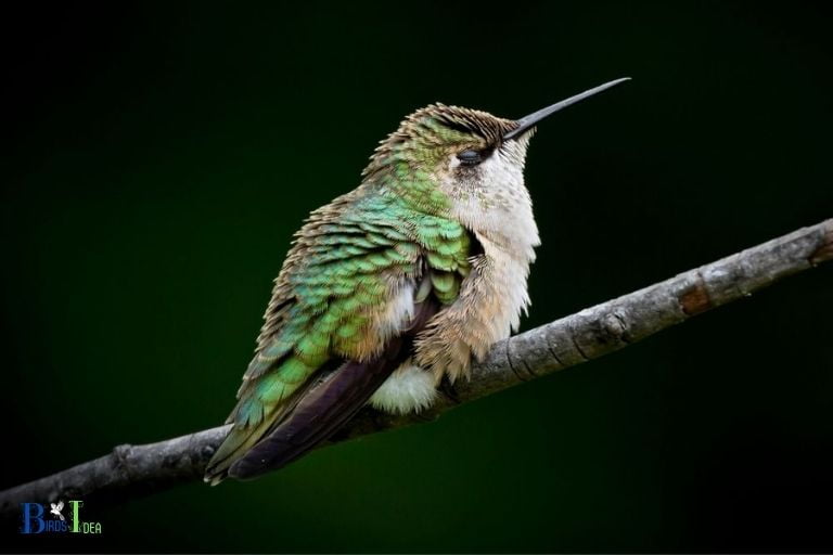 Are There Risks Associated with Hummingbirds Sleeping With Their Eyes Open