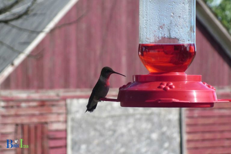 Are There Ways to Prolong the Shelf Life of Hummingbird Nectar