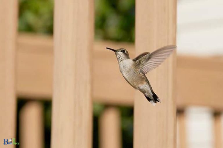 Assessing The Safety of The Hummingbird