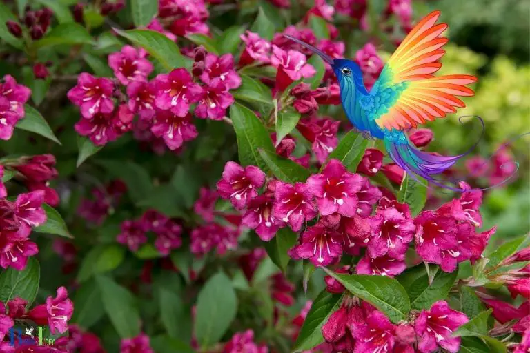 Attraction of Hummingbirds to Weigela Plants