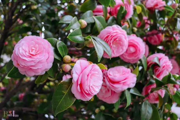 Benefits of Camellias for Hummingbirds