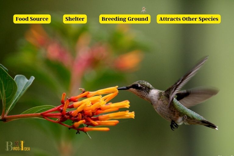 Benefits of Firebush for Hummingbirds