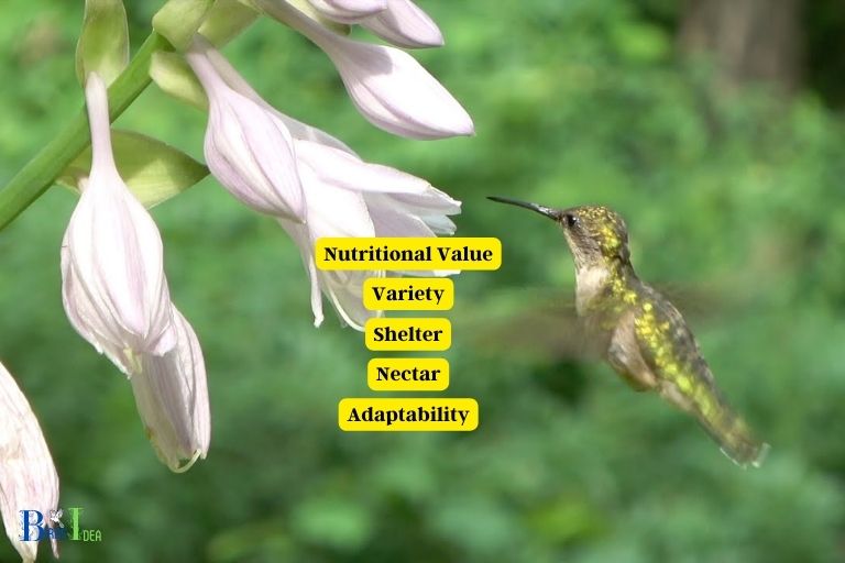 Benefits of Hostas for Hummingbirds