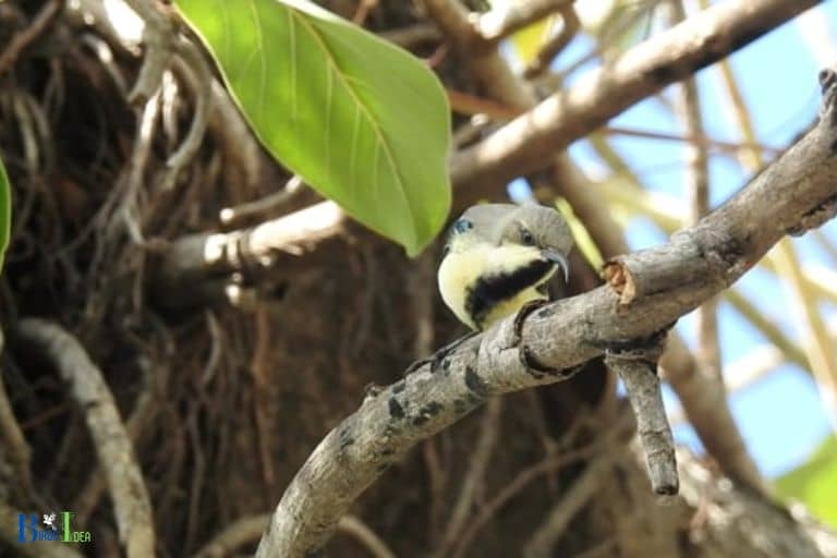 Benefits of Hummingbird Adaptations During Storms