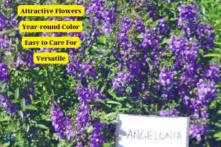 Benefits of Planting Angelonia For Hummingbirds