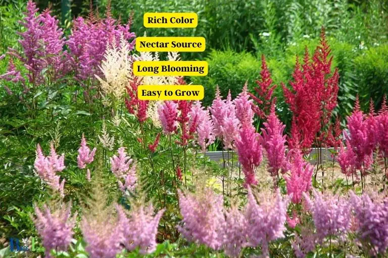 Benefits of Planting Astilbe for Hummingbirds