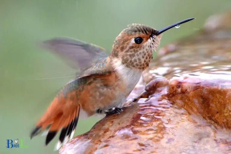 Benefits of Providing Plain Water for Hummingbirds
