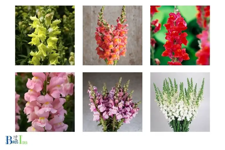 Bright Colors of Snapdragons