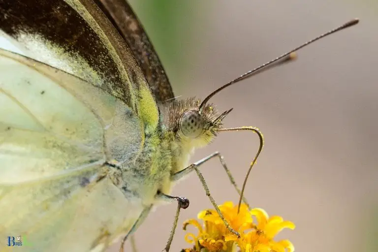 Butterflies Reaching and Accessing the Nectar from Long and Narrow Tubes