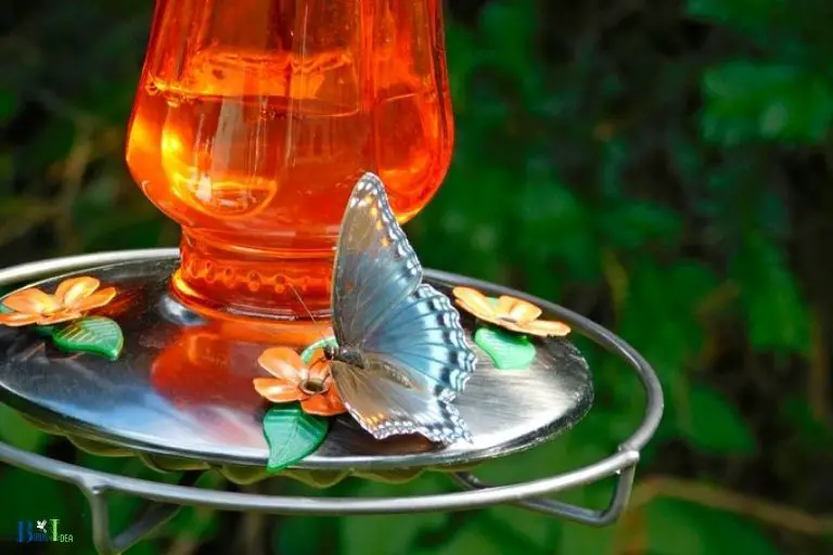 Can Butterflies Eat Hummingbird Nectar