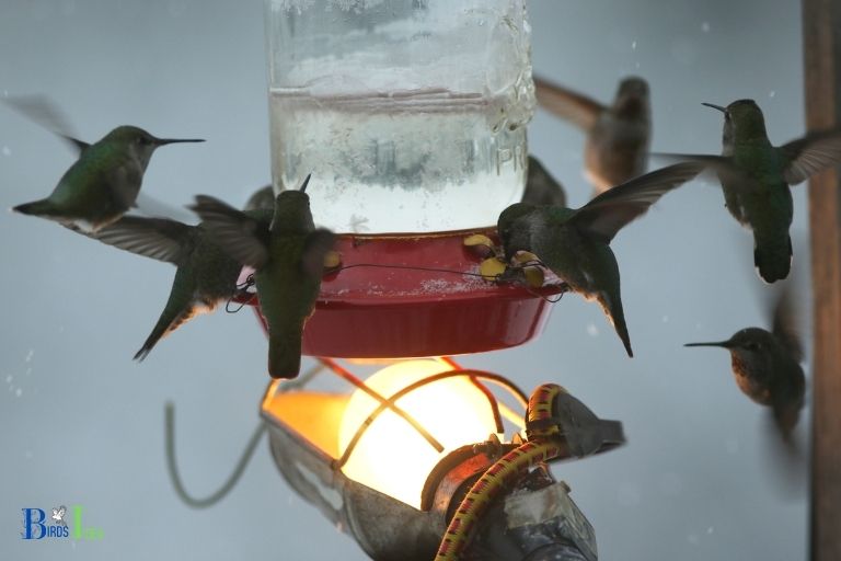 Can Hummingbird Nectar Get Too Hot