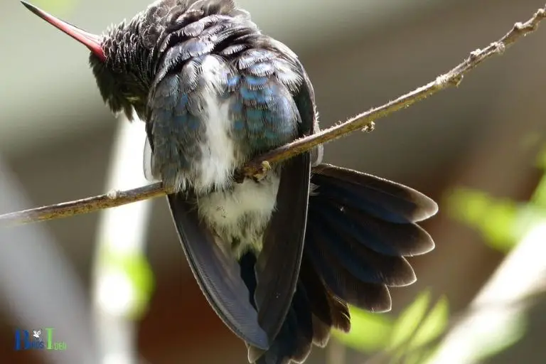 Can Hummingbirds Sleep in the Traditional Sense