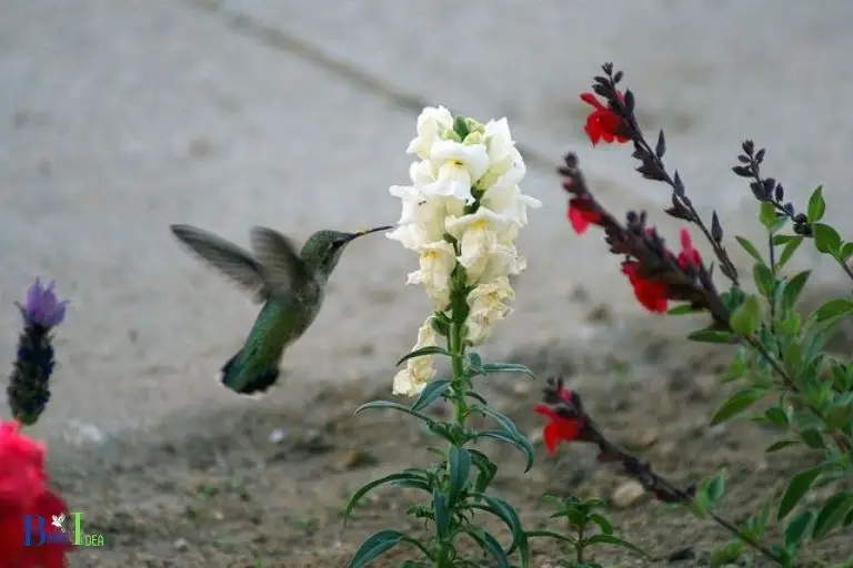 Characteristics of Snapdragons that Attract Hummingbirds