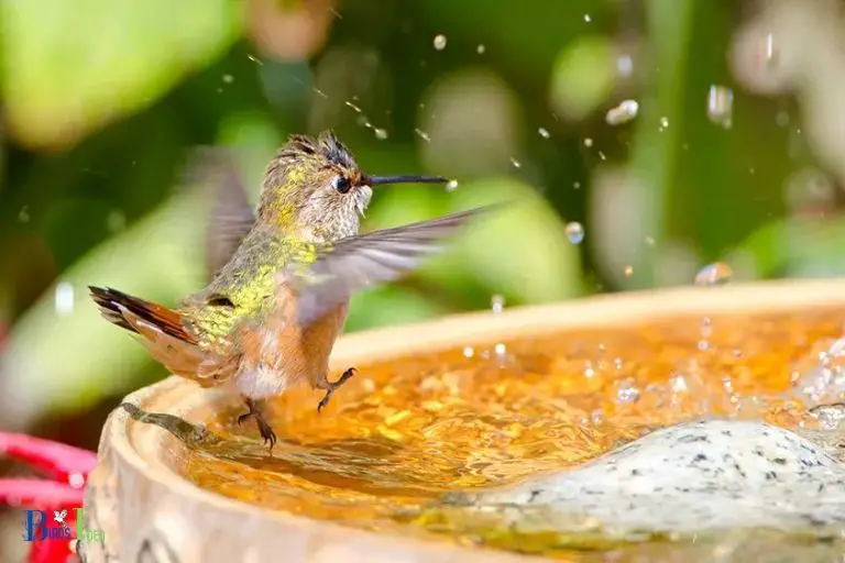 Cleaning and Rinsing the Hummingbirds Body