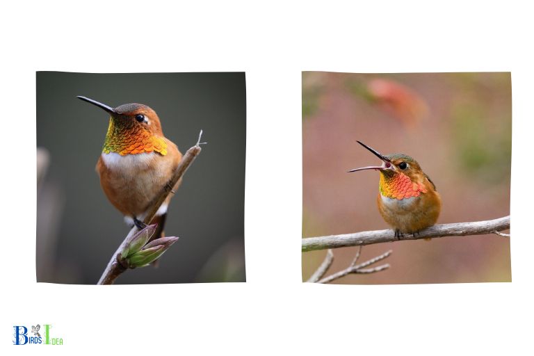 Comparing Rufous and Allens Hummingbirds