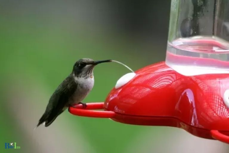 Conclusion Why a Hummingbird Would Sit On a Feeder